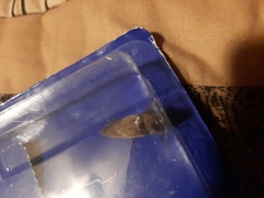 Orthostethus infuscatus