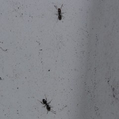 Ochetellus glaber