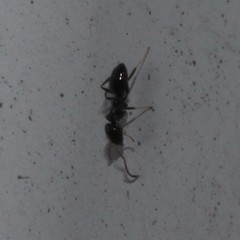 Ochetellus glaber