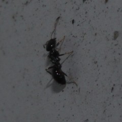 Ochetellus glaber