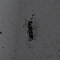 Ochetellus glaber