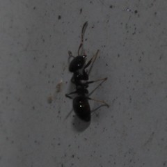 Ochetellus glaber