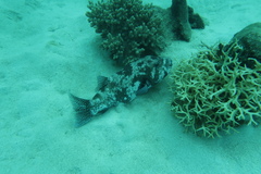 Arothron caeruleopunctatus