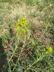 Euphorbia virgata