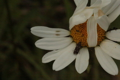 Parascythris muelleri