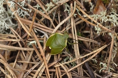 Chlorochroa juniperina