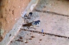 Ptyelus grossus