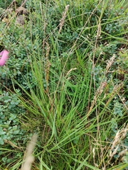 Juncus squarrosus