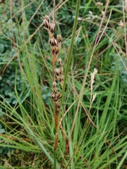 Juncus squarrosus