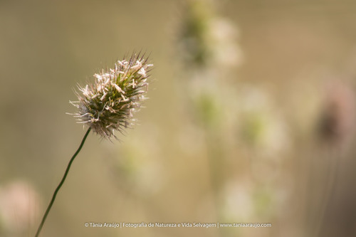 Trisetaria ovata