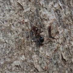 Iridomyrmex rufoniger