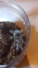 Grammostola pulchripes