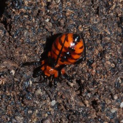Tegea atropicta