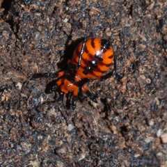 Tegea atropicta