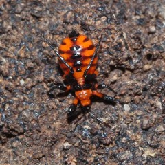 Tegea atropicta