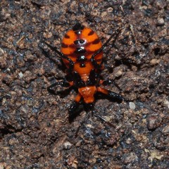 Tegea atropicta