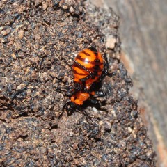 Tegea atropicta