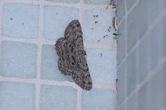 Hypomecis transcissa