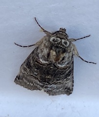 Abrostola tripartita