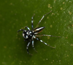 Phintella bifurcilinea