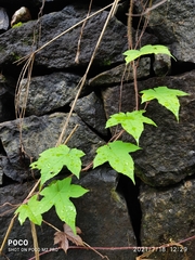 Camonea vitifolia