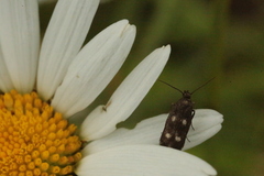 Parascythris muelleri