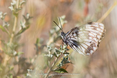Melanargia occitanica