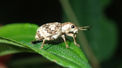 Platyomus marmoratus