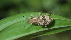 Platyomus marmoratus