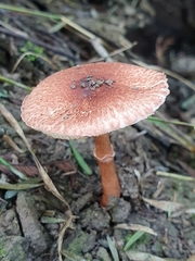 Lepiota haemorrhagica