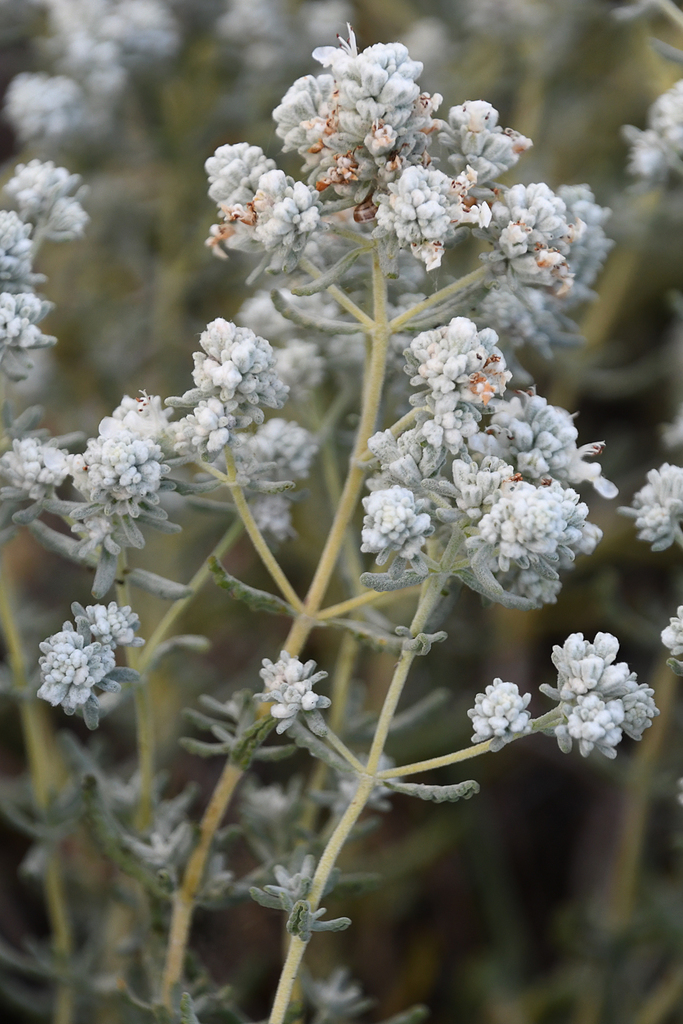 Felty Germander