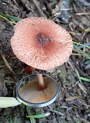 Lepiota haemorrhagica