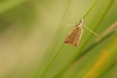 Dichomeris limosellus