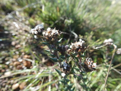 Phylica callosa