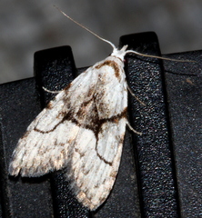 Nola delograpta