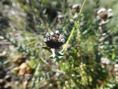 Phylica callosa