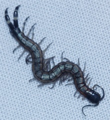 Scolopendra laeta