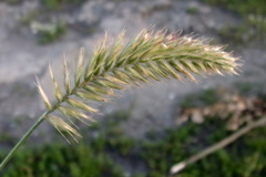 Agropyron cristatum