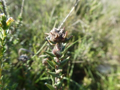 Phylica callosa