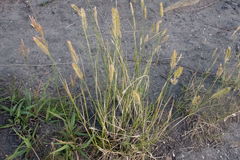Agropyron cristatum