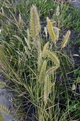 Agropyron cristatum