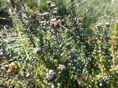 Phylica callosa