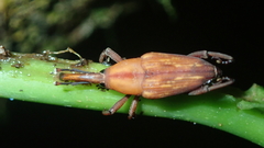 Cactophagus