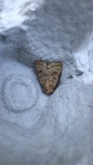 Hoplodrina octogenaria