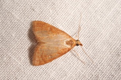 Anania testacealis