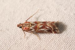 Acrobasis porphyrella