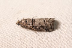 Acrobasis romanella