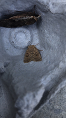 Hoplodrina octogenaria