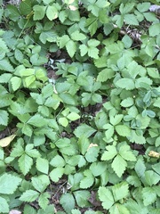 Rubus arcticus
