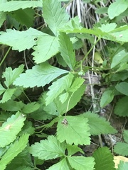Rubus arcticus